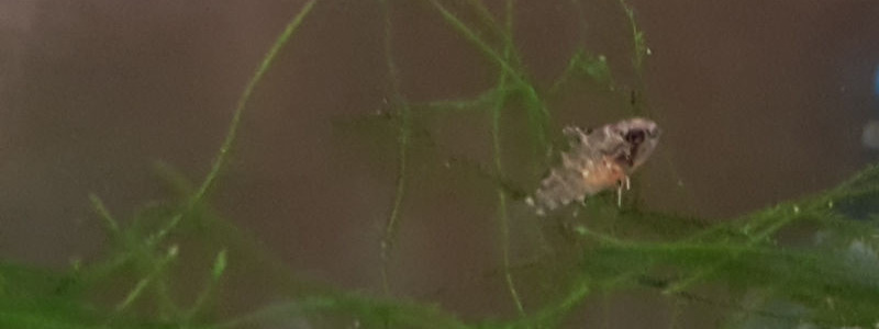 Four week old Apistogramma Agassizii fry with belly full of baby brine shrimp