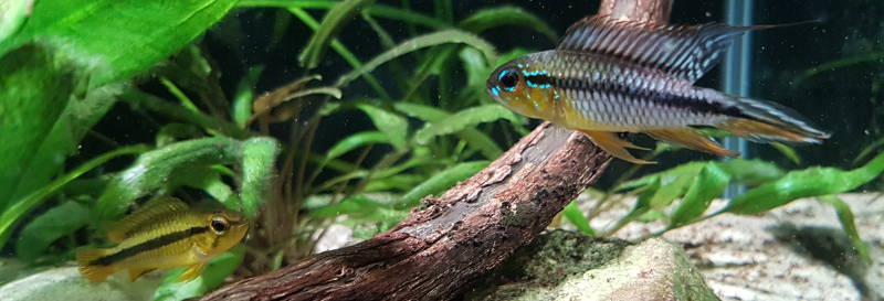 Apistogramma Agassizii in planted tank, female on left, male on right.