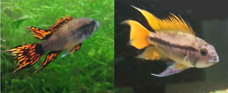 Left: Male Apistogramma Cacatuoides Super Red   Right: Male Apistogramma Cacatuoides Orange Flash