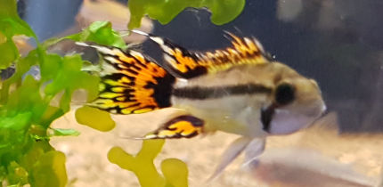 Young Male Apistogramma Cacatuoides Super Red